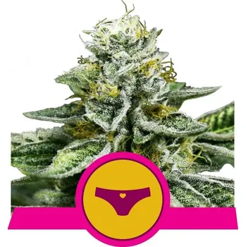 Semeno Royal Queen Seeds | Sherbet Queen - 3 ks