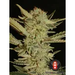 Serious Seeds | Bubble Gum - 6 ks