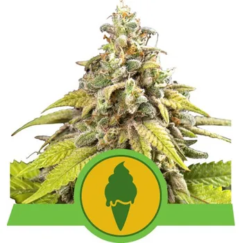Semeno Royal Queen Seeds | Green Gelato Auto - 3 ks