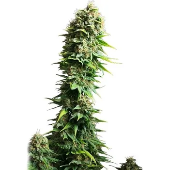 Semeno Royal Queen Seeds | Fruit Spirit - 5 ks