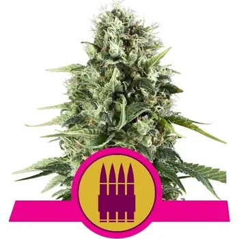 Semeno Royal Queen Seeds | Royal AK - 10 ks
