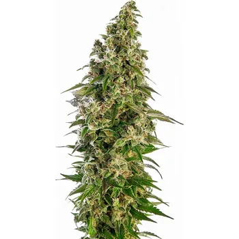 Semeno Sensi Seeds | Afghani 1 Automatic - 3 ks