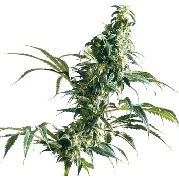 Semeno Sensi Seeds | Mexican Sativa - 10 ks