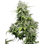 Sensi Seeds | California Indica - 5 ks