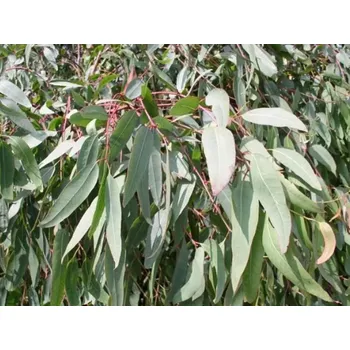 Sazenice Blahovičník rostrata kontejner C180