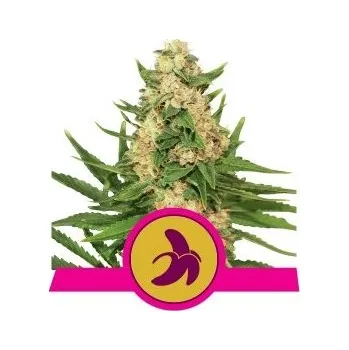Semeno Royal Queen Seeds | Fat Banana - 5 ks