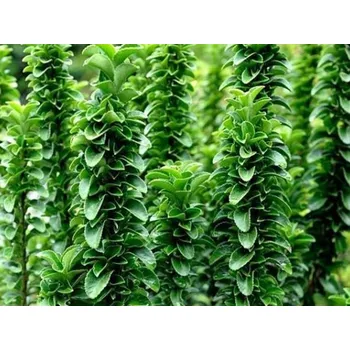 Sazenice Brslen japonský 'Benkomasaki' kontejner C110