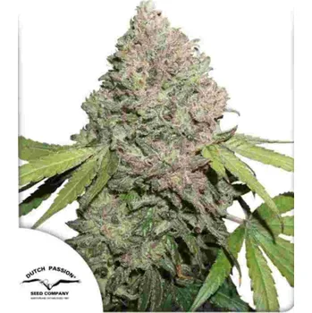 Semeno CBD Charlottes Angel - Dutch Passion ks: 5