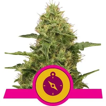 Semeno Royal Queen Seeds | Northern Light - 5 ks