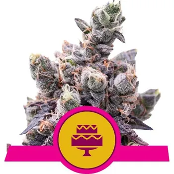 Semeno Royal Queen Seeds | Wedding Gelato - 5 ks