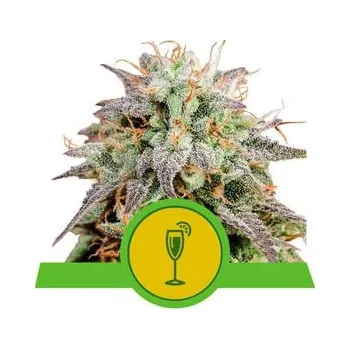 Semeno Royal Queen Seeds | Mimosa Automatic - 3 ks