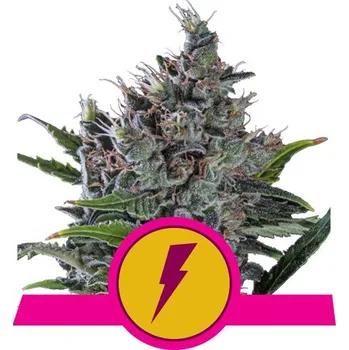 Semeno Royal Queen Seeds | North Thunderfuck - 3 ks