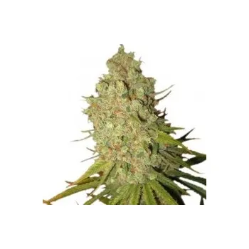 Semeno Royal Queen Seeds | Special Kush 1 - 1 ks