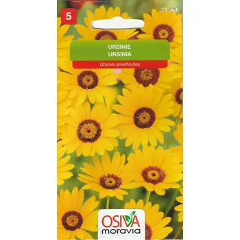 Semeno Ursinie (oranžová) 12/2024