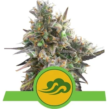 Semeno Royal Queen Seeds | Royal Bluematic - 3 ks