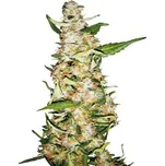 Sensi Seeds | Skunk 1 Automatic - 5 ks