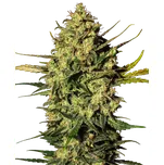 Sensi Seeds | Master Kush Auto - 5 ks