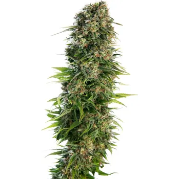 Semeno Sensi Seeds | Hindu Kush Automatic - 3 ks