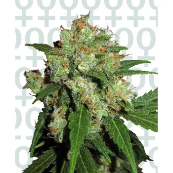 Semeno Sensi Seeds | Sensi Skunk - 5 ks