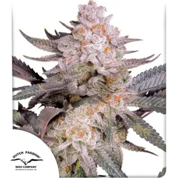 Semeno Dutch Passion | Orange Bud 2.0 - 5 ks