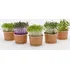 Nádoba na klíčení Tiny Greens Microgreens pěstební sada 5 ks 