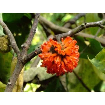 Sazenice Papírovník čínský Balení: bal/kontejner, Tvar: vícekmen, výška 450-500cm