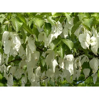 Sazenice Davídie listenová Balení: bal/kontejner, Tvar: vícekmen, výška 250-300cm