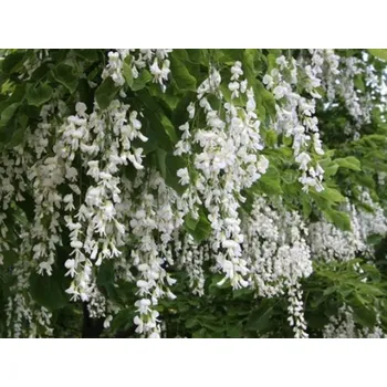 Sazenice Křehovětvec žlutý Balení: bal/kontejner, Tvar: vícekmen, výška 300-350cm