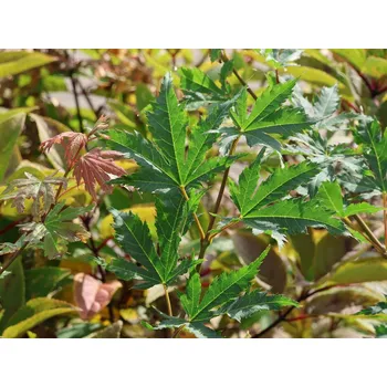 Sazenice Javor pseudosieboldův 'Northwind' Balení: kontejner C35, Tvar: výška 150/+ cm