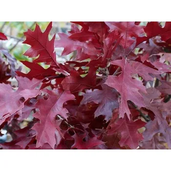 Sazenice Dub šarlatový Balení: bal/kontejner, Tvar: OK 18/20