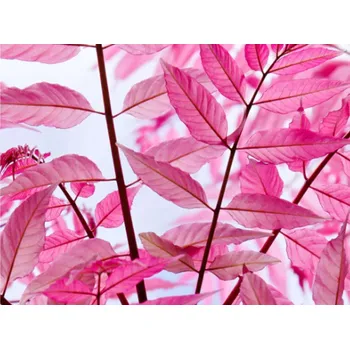 Sazenice Česnekovník čínský 'Flamingo' Balení: bal/kontejner, Tvar: obvod kmene 20/25