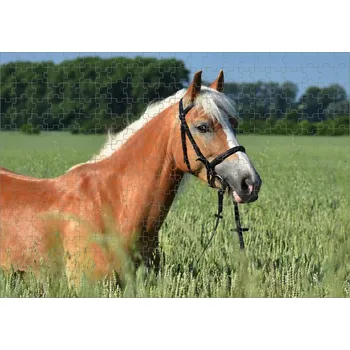 Puzzle Puzzle kůň v obilí (puzzle s motivem koní)
