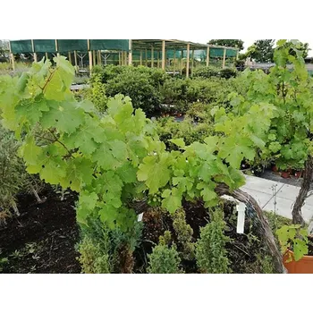 Sazenice Réva vinná Balení: kontejner C90, Tvar: střecha