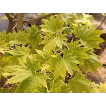 Sazenice Javor japonský 'De Jong' Balení: kontejner C9, Tvar: výška 80-100cm