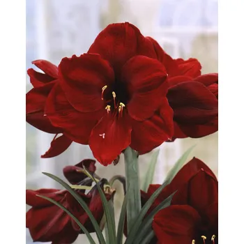 Semeno Hvězdník 'Benfica' 1 ks