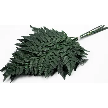 Florservice Stabilizovaná kapradina - Davalia stabilizovaná zelená 10 ks