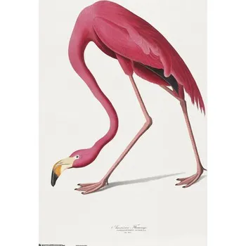 Plakát Plakát, Obraz - American Flamingo, 61 × 91.5 cm