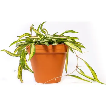 Gardners Hoya Wayetti tricolor, průměr 12 cm Hoja, Voskovka