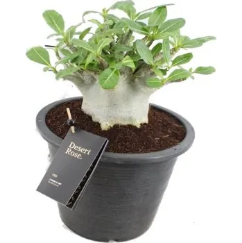 Sazenice Adenium pouštní růže BAOBAB