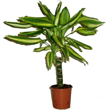 Sazenice Dracaena fragrans 1 kmen
