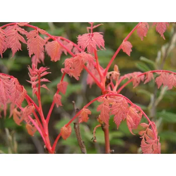 Sazenice Svitel latnatý 'Coral Sun' Balení: kontejner, Tvar: kmínek