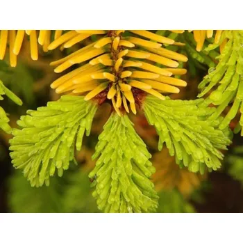 Sazenice Jedle kavkazská 'Golden Spreader' Balení: bal/kontejner, Tvar: výška 40cm