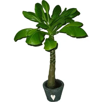 Sazenice Havajská palma - Brighamia ins Hawaii 30 cm