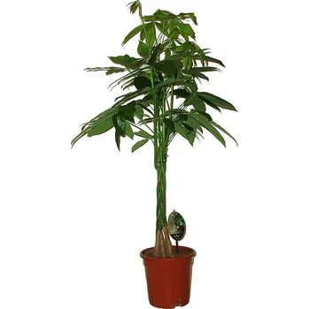 Sazenice Pachira aquatica velký strom