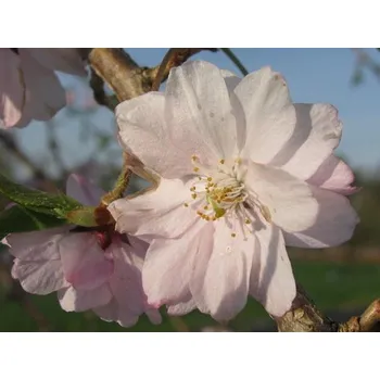 Sazenice Třešeň chloupkatá 'Pendula' Balení: kontejner, Tvar: roubováno na kmínku