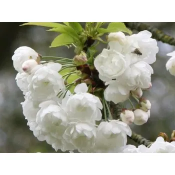 Sazenice Třešeň ptačí 'Plena' Balení: bal/kontejner, Tvar: OK 20/25