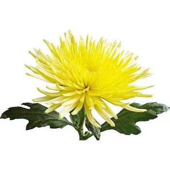 umělá květina Chryzantéma Anastazia žlutá