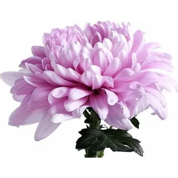 umělá květina Chryzantéma Anastazia růžová