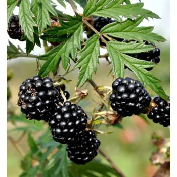 Sazenice Ostružina ´THORNLESS EVERGREEN´ 50-60 cm, kont. 1,6 l