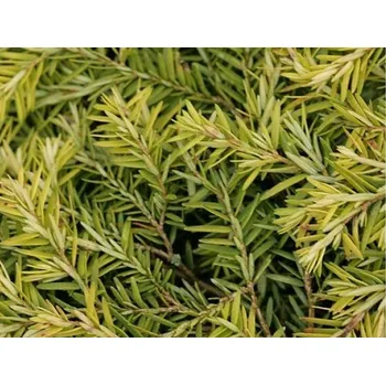 Sazenice Jedlovec kanadský 'Jeddeloh' Balení: kontejner C3